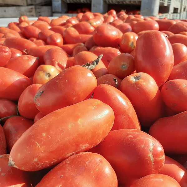 Saure Tomate Sans Sucre