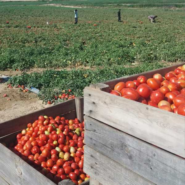 Saure Tomate Sans Sucre